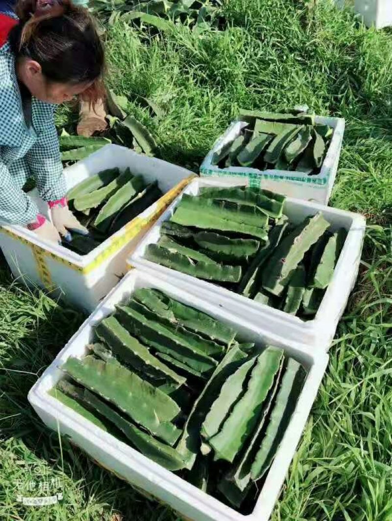 火龙果苗红肉白肉火龙果苗软枝大红桂红龙果苗出根黄龙果包邮