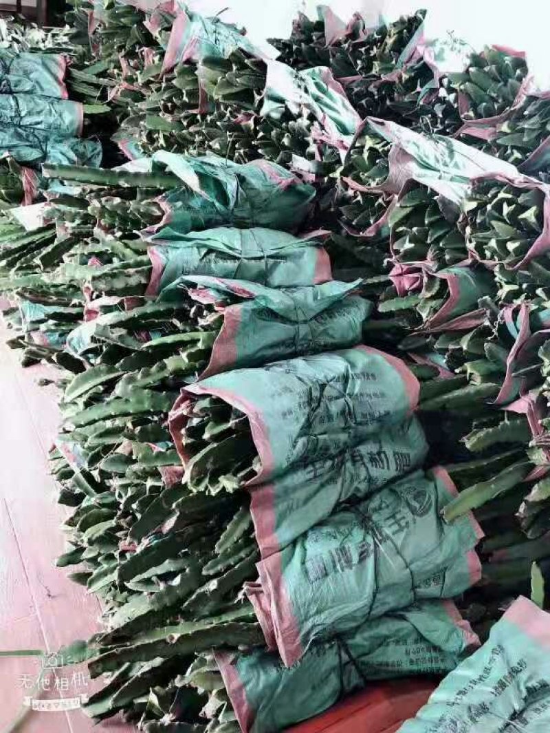 火龙果苗红肉白肉火龙果苗软枝大红桂红龙果苗出根黄龙果包邮