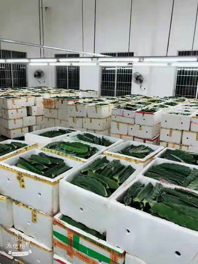 火龙果苗红肉白肉火龙果苗软枝大红桂红龙果苗出根黄龙果包邮