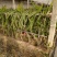 红心火龙果苗提供种植技术包成活包结果包技术
