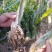 红心火龙果苗提供种植技术包成活包结果包技术