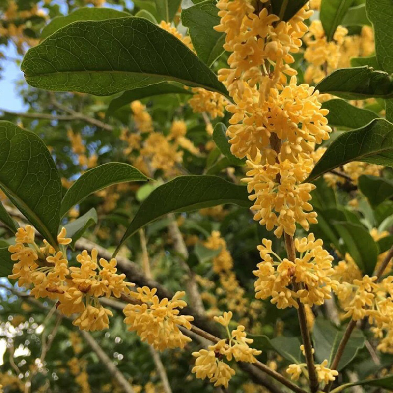 桂花干桂花茶桂花茶干花茶2023年新桂花包邮