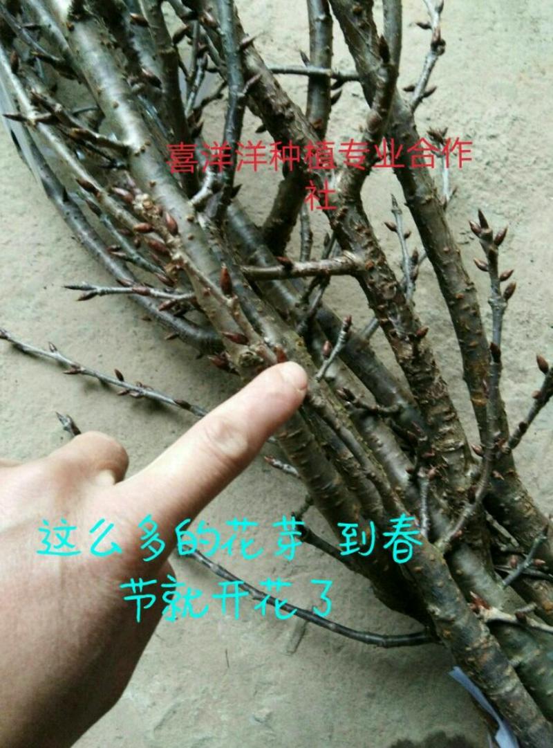 【包邮】黑珍珠苗果大超甜！当年挂果车厘子樱桃树苗包品种