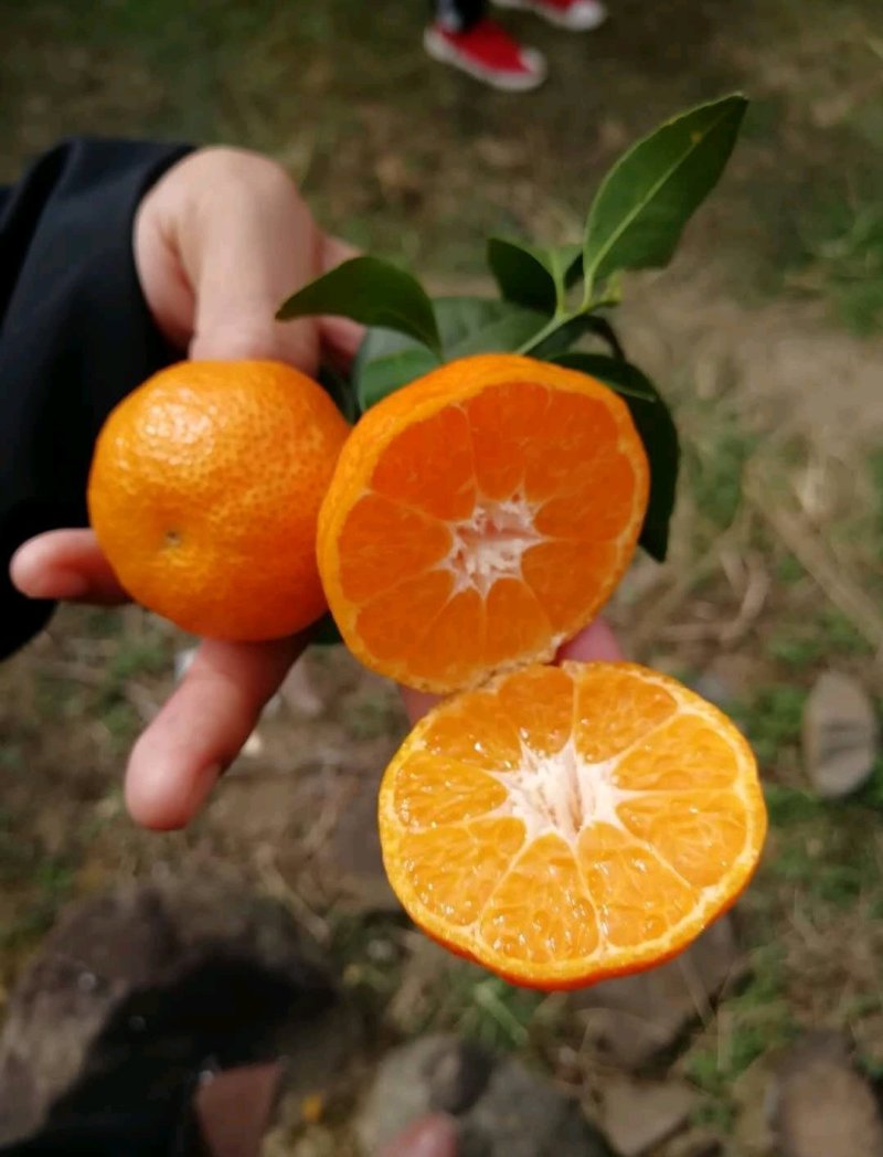 〈精品沙糖桔〉，大量上市，批发价格诚招果商老板，产地代办