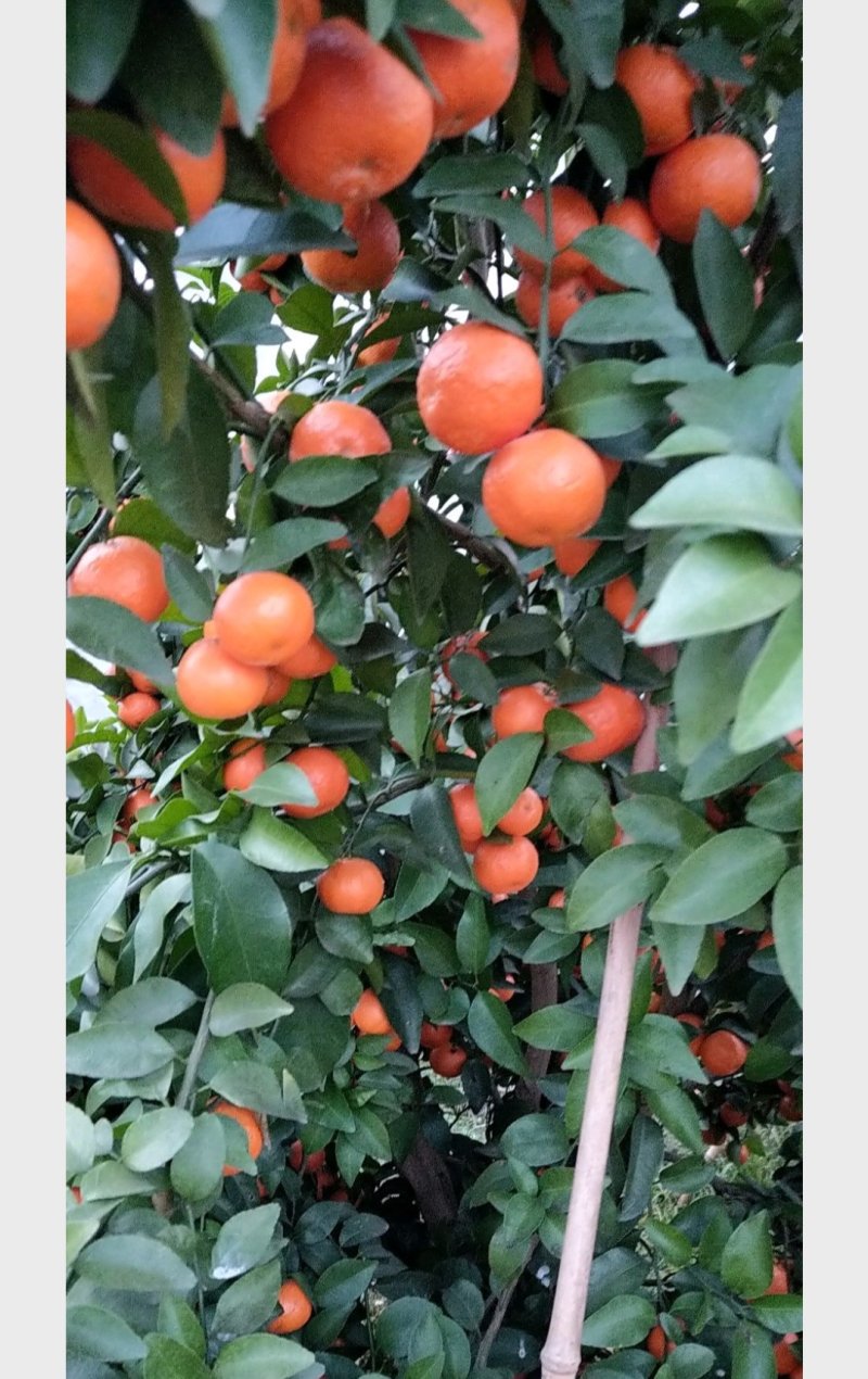 〈精品沙糖桔〉，大量上市，批发价格诚招果商老板，产地代办