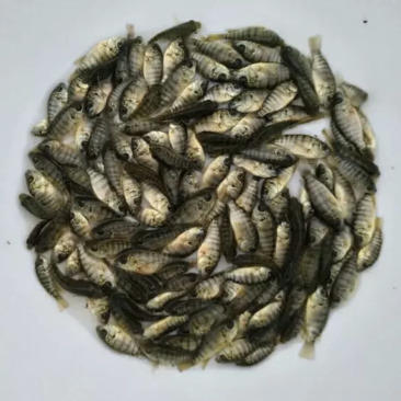 单性罗非鱼苗，生长快，不繁殖，诚信经营，价格实惠