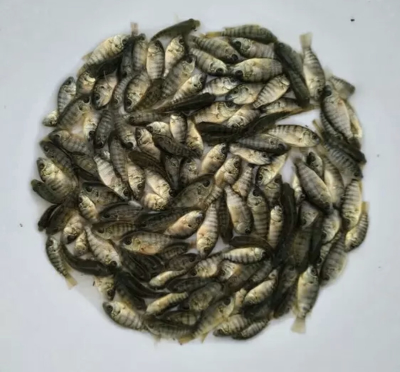 单性罗非鱼苗，生长快，不繁殖，诚信经营，价格实惠