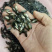单性罗非鱼苗，生长快，不繁殖，诚信经营，价格实惠