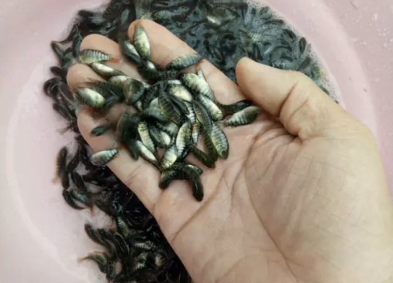单性罗非鱼苗，生长快，不繁殖，诚信经营，价格实惠