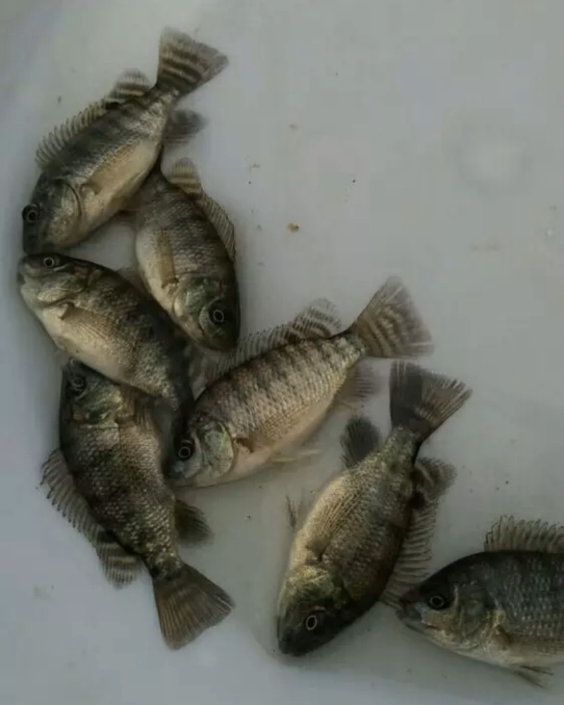 单性罗非鱼苗，生长快，不繁殖，诚信经营，价格实惠