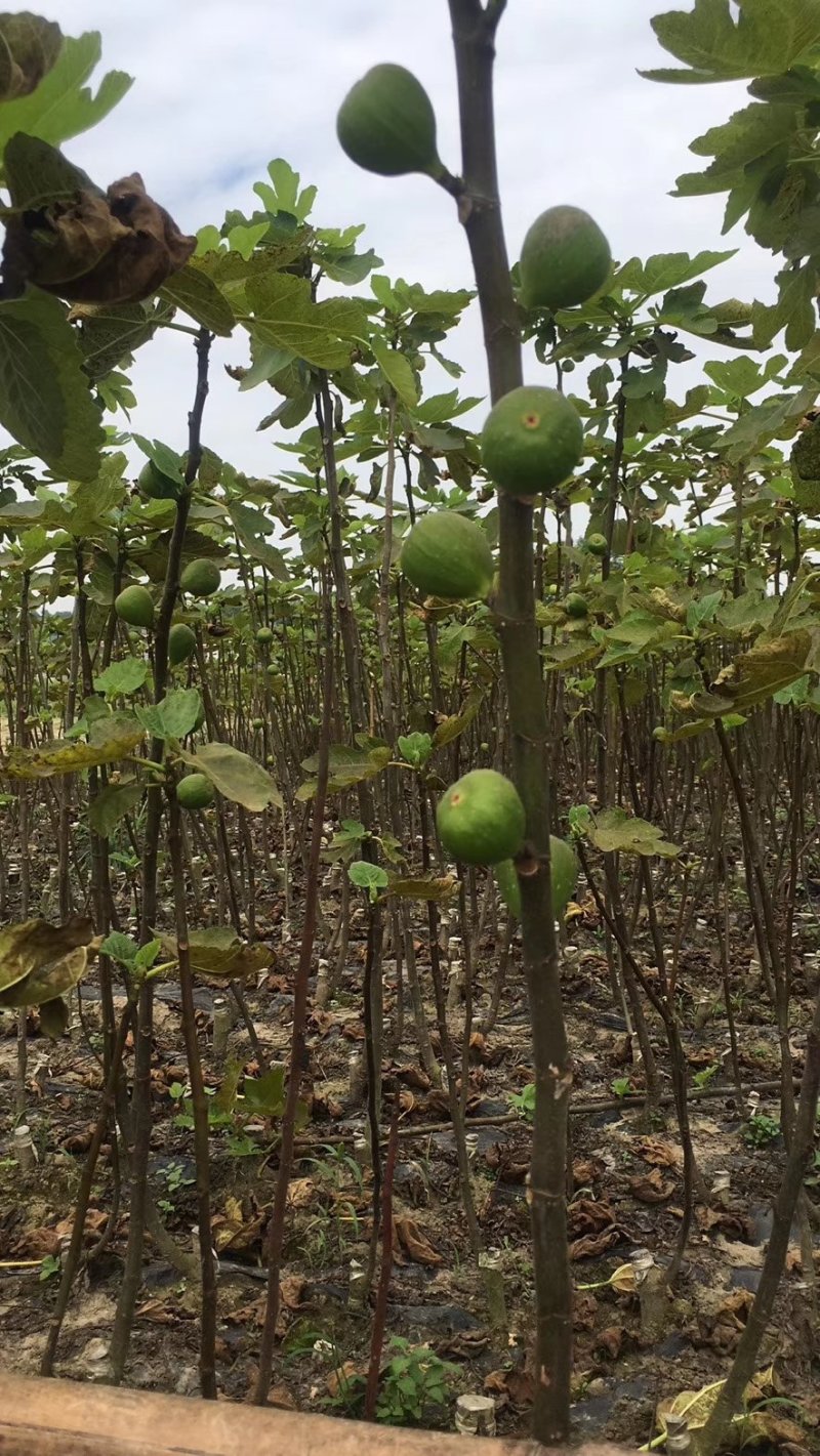 无花果苗，苗木基地直销，品种纯正。