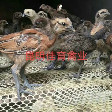 无量山土鸡，脱温武定土鸡