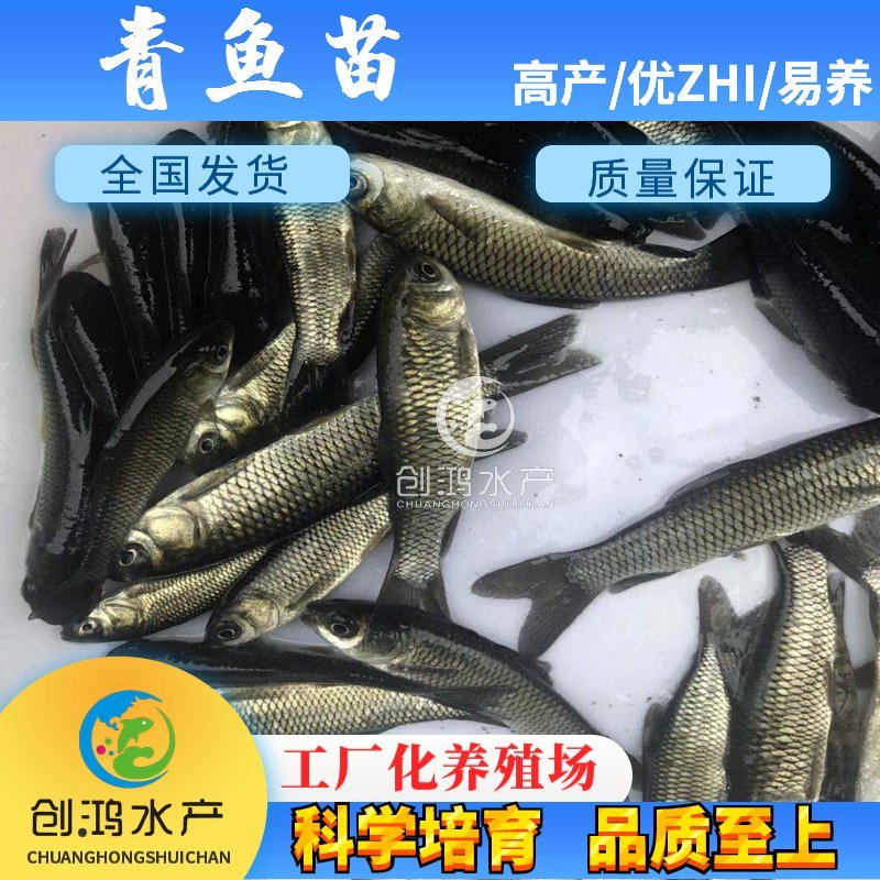 【苗场直销】优质青鱼鱼苗青鱼苗黑鲩鱼苗螺丝青鱼苗