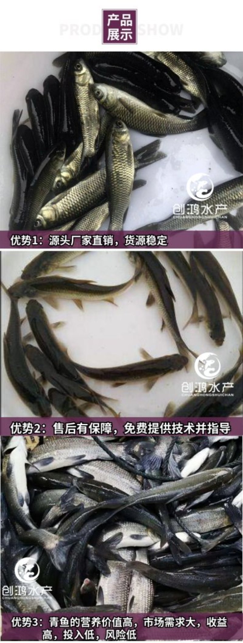 【苗场直销】优质青鱼鱼苗青鱼苗黑鲩鱼苗螺丝青鱼苗