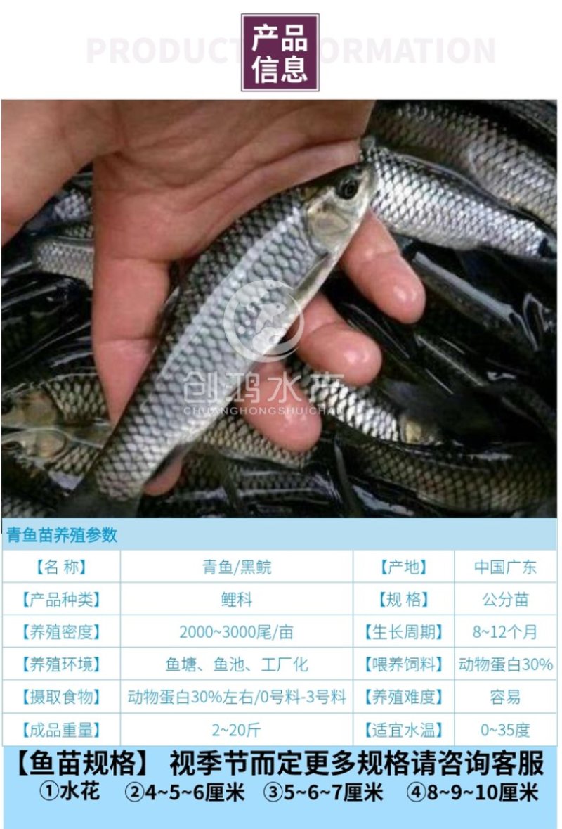 【苗场直销】优质青鱼鱼苗青鱼苗黑鲩鱼苗螺丝青鱼苗