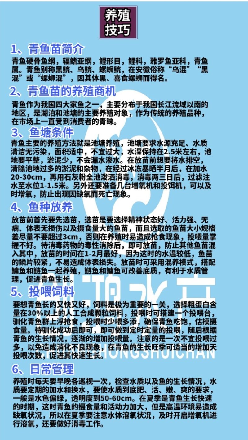 【苗场直销】优质青鱼鱼苗青鱼苗黑鲩鱼苗螺丝青鱼苗