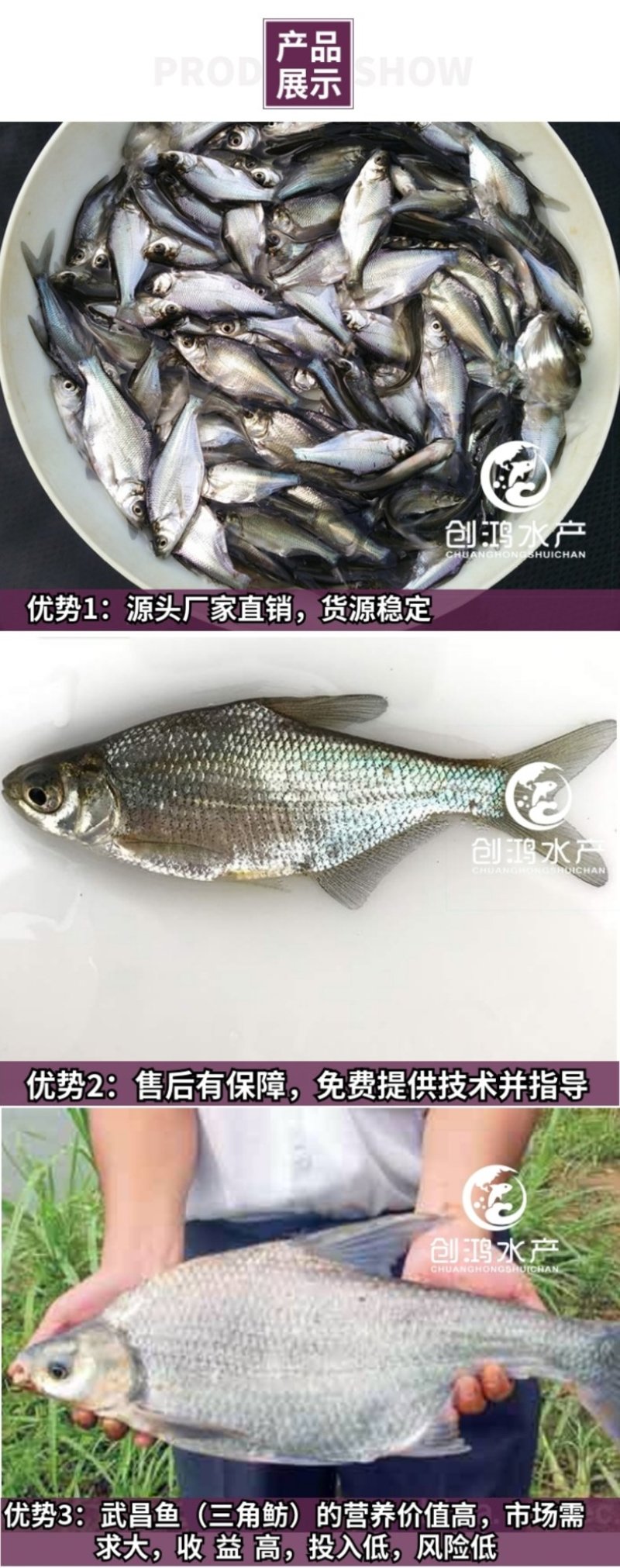 优质武昌鱼鱼苗团头鲂鱼苗三角鲂鱼苗武昌鱼水花供应