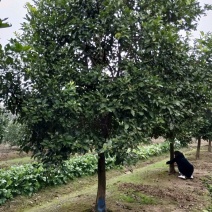 香泡香橼香柚