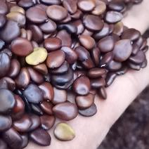 皮扁豆