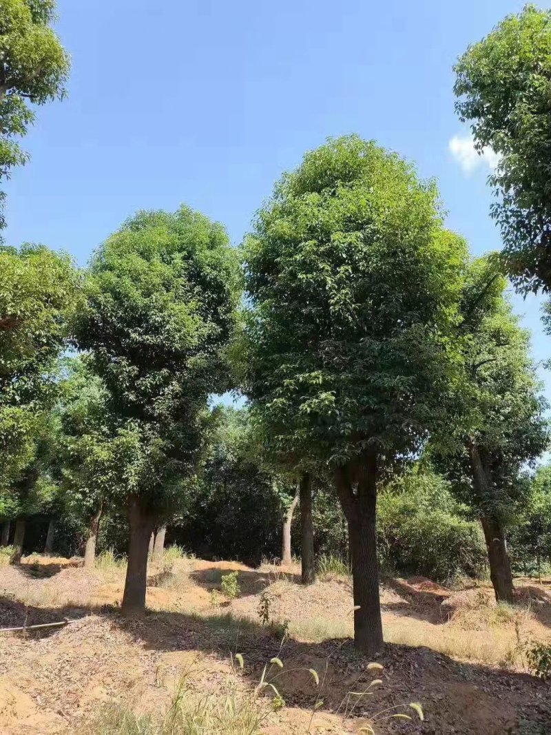 香樟