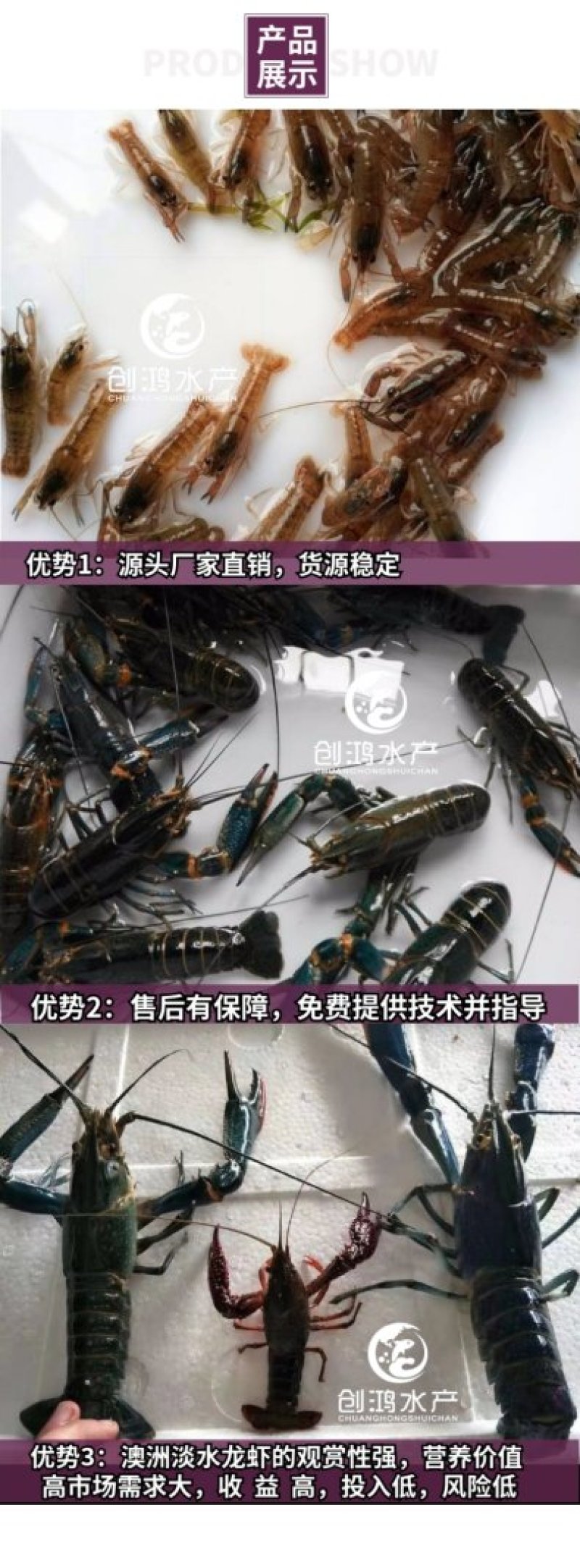 【现苗供应】澳洲淡水小龙虾苗澳洲淡水龙虾苗淡水养殖