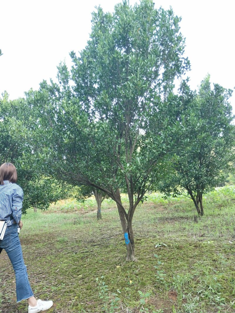 香泡香橼香柚