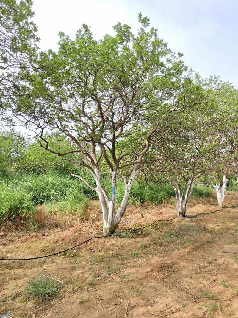 香泡香橼香柚