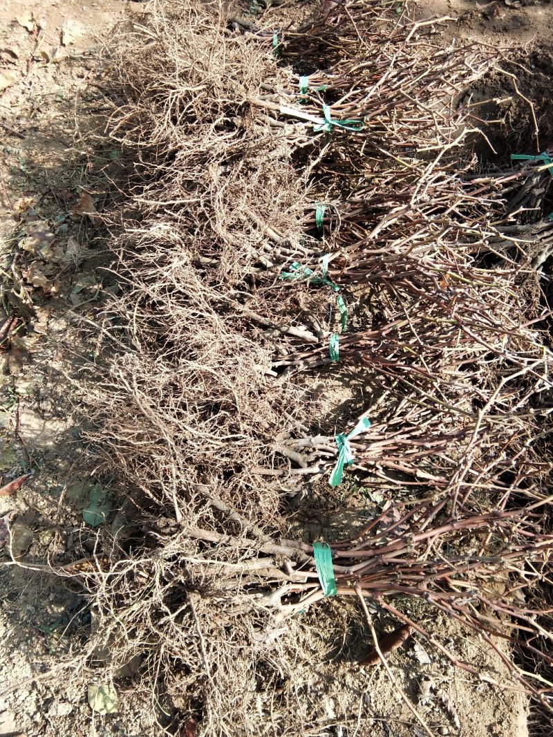 无核白鸡心葡萄苗保成活率，保纯度，自家育苗！