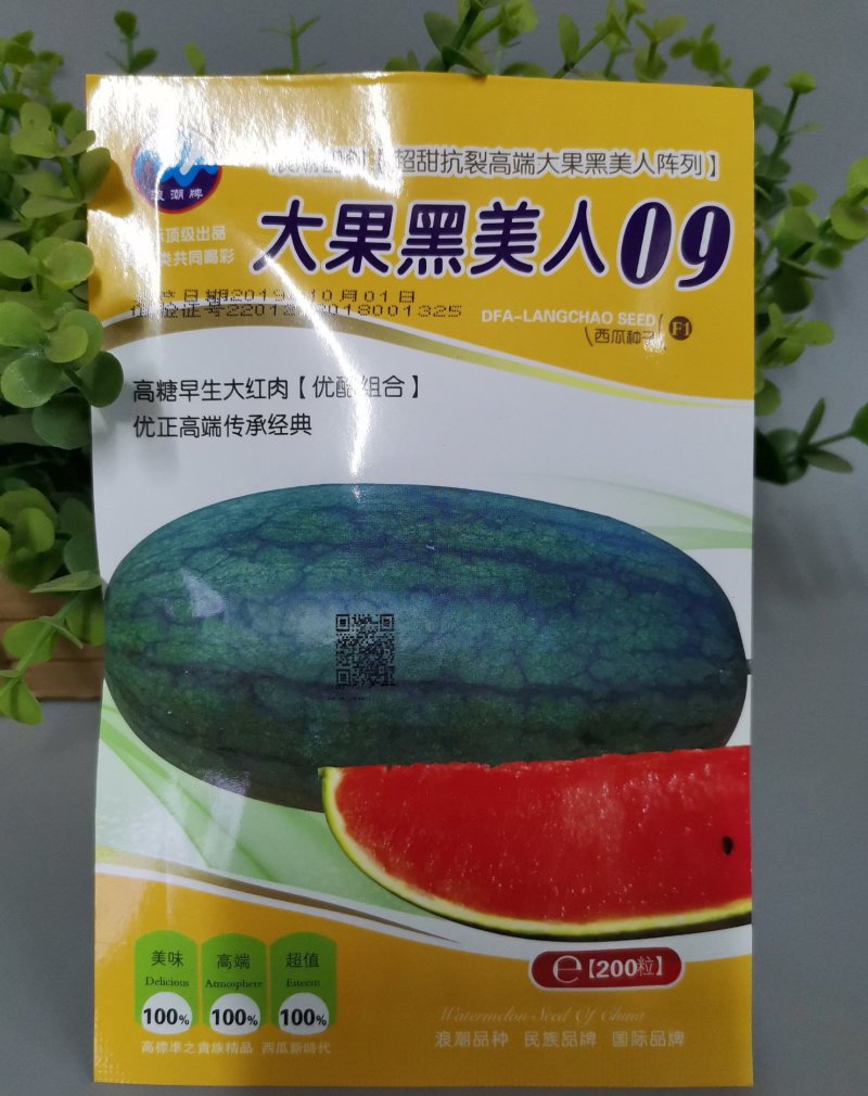 超大黑美人西瓜种子四季水果种子