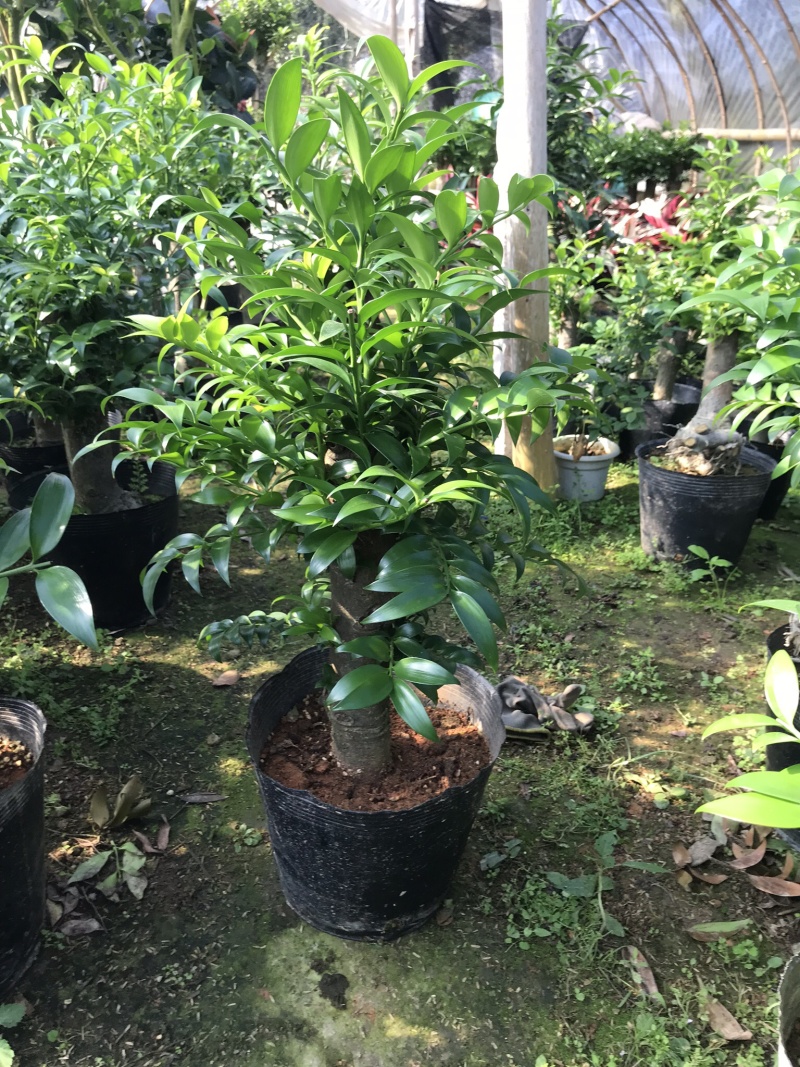 竹柏老桩。非常好养活，杆粗，冠幅漂亮，而且大