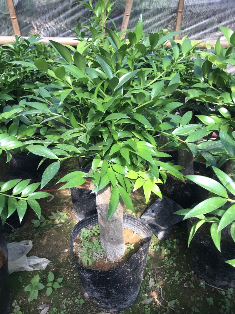 竹柏老桩。非常好养活，杆粗，冠幅漂亮，而且大