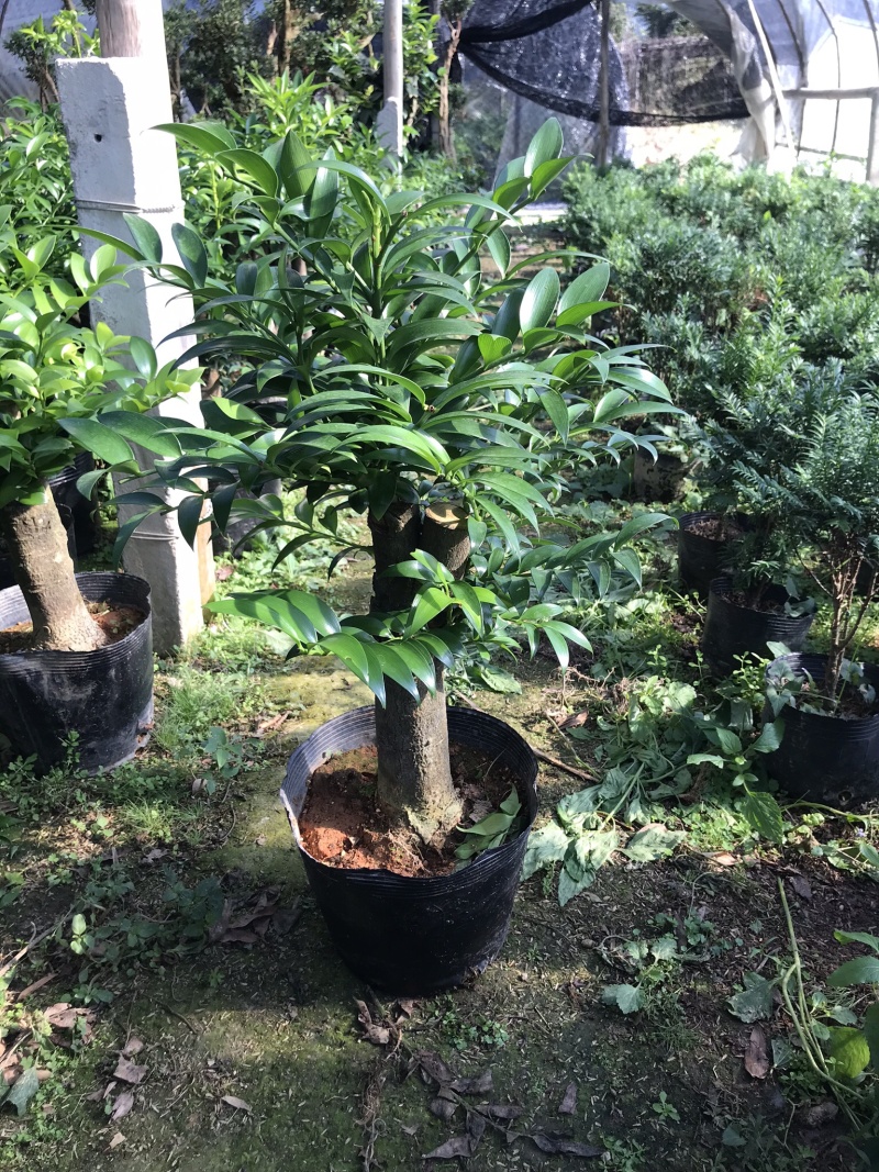 竹柏老桩。非常好养活，杆粗，冠幅漂亮，而且大