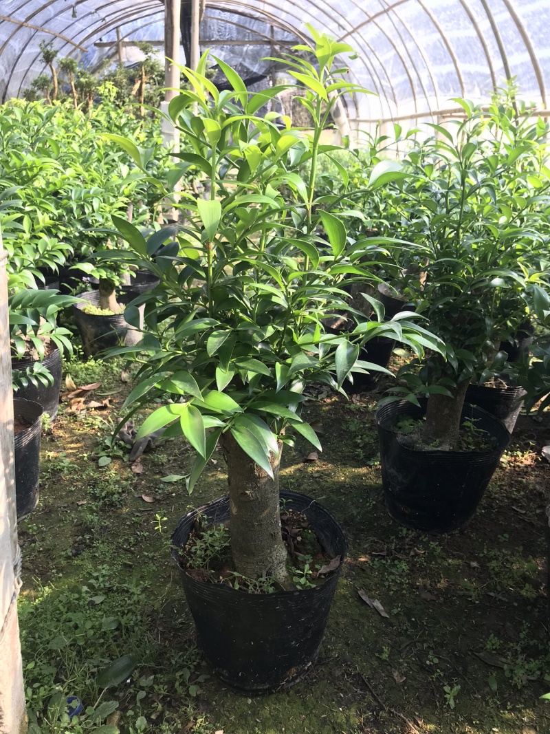 竹柏老桩。非常好养活，杆粗，冠幅漂亮，而且大
