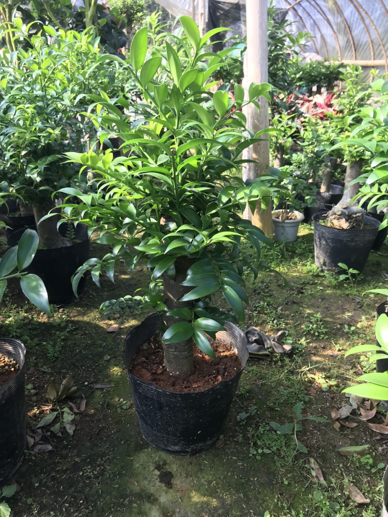 竹柏老桩。非常好养活，杆粗，冠幅漂亮，而且大