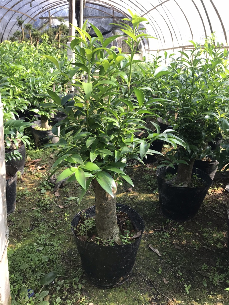 竹柏老桩。非常好养活，杆粗，冠幅漂亮，而且大