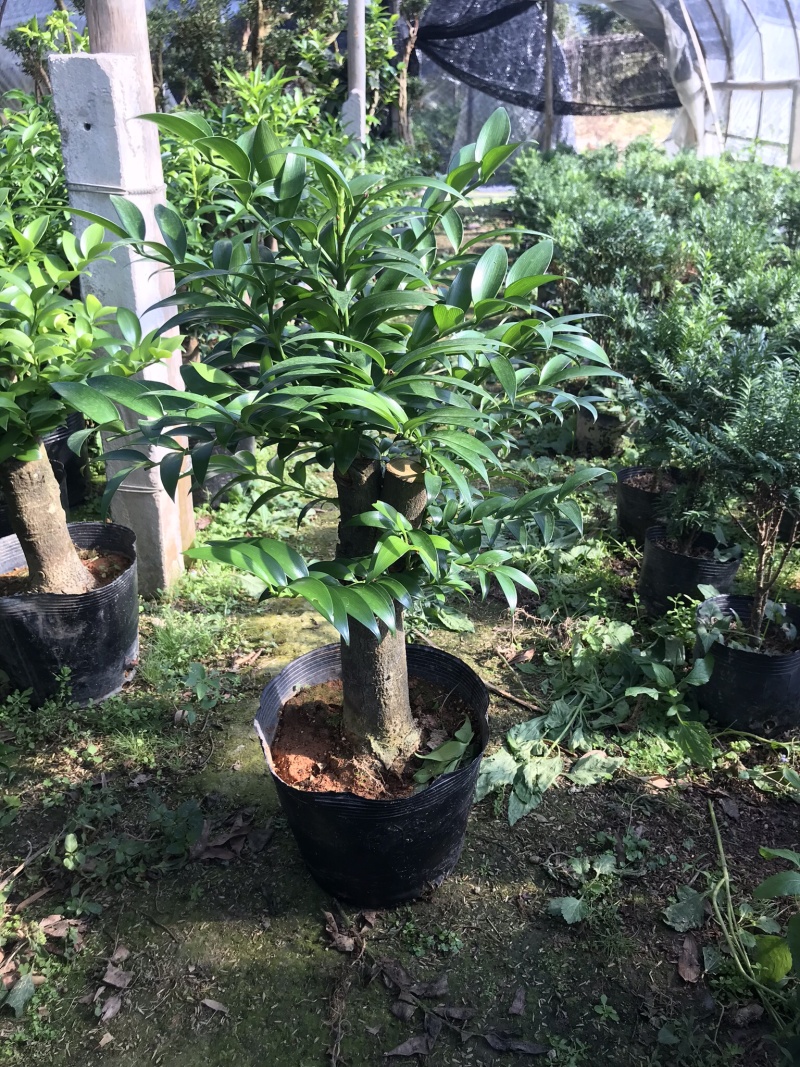 竹柏老桩。非常好养活，杆粗，冠幅漂亮，而且大