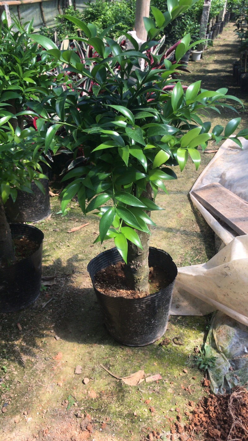 竹柏老桩。非常好养活，杆粗，冠幅漂亮，而且大