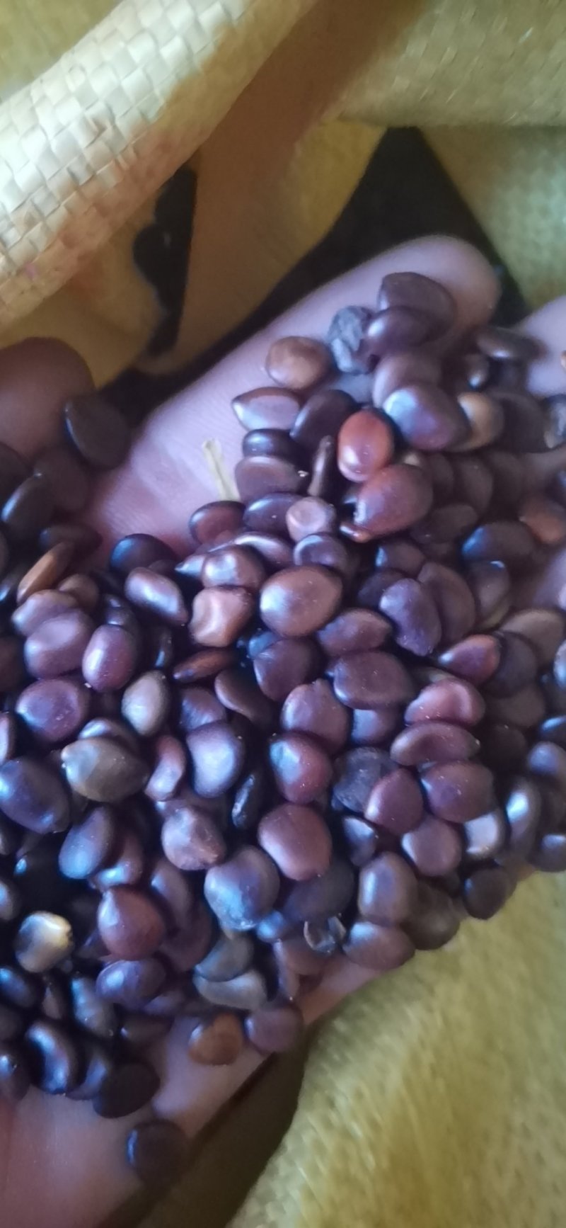 小皂角籽.皂角籽.皮扁豆