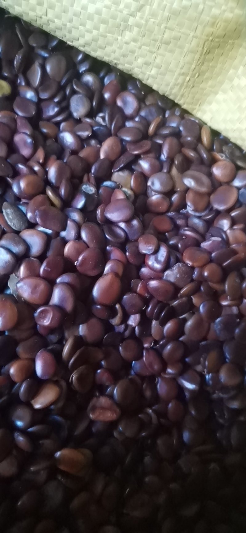小皂角籽.皂角籽.皮扁豆