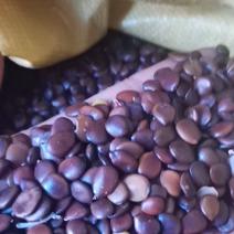 小皂角籽.皂角籽.皮扁豆