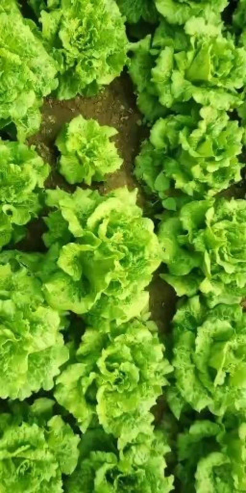 滑县生菜，万亩基地发货，货源充足，量大从优，欢迎来电咨询