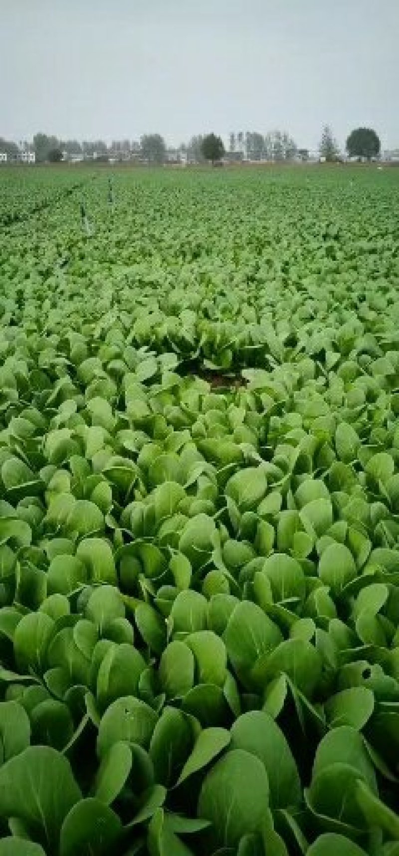上海青油菜小白菜