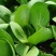 上海青油菜小白菜