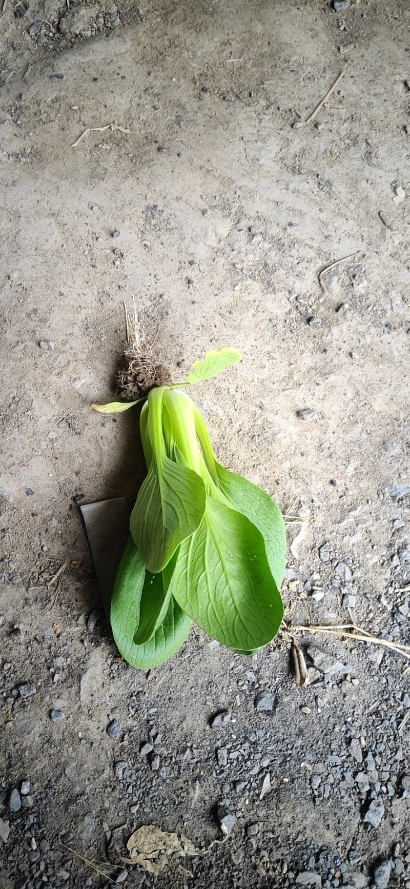 上海青油菜小白菜