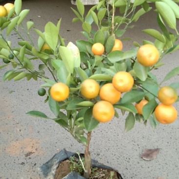 花卉
