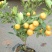 花卉