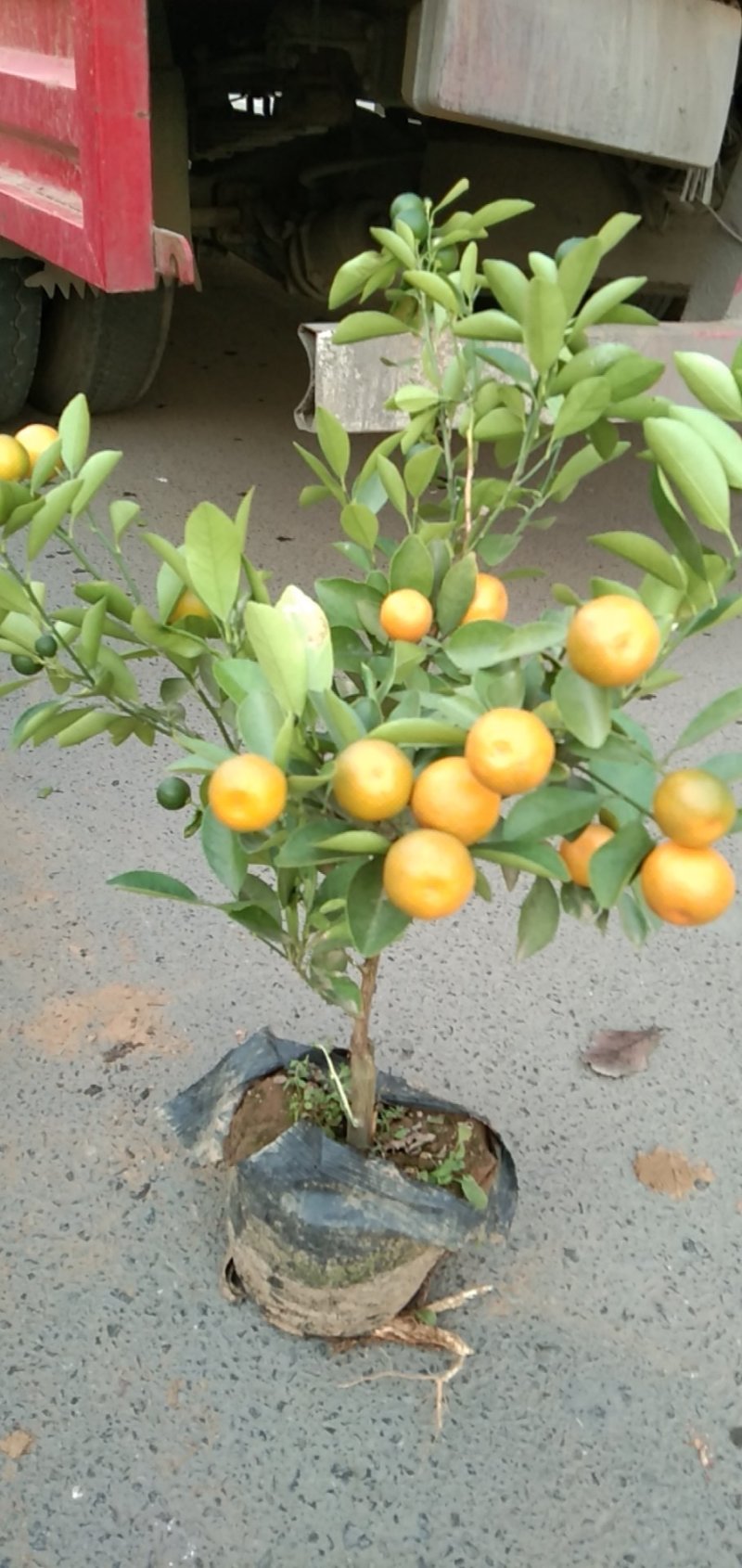 花卉
