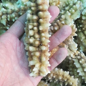 南海白玉刺参