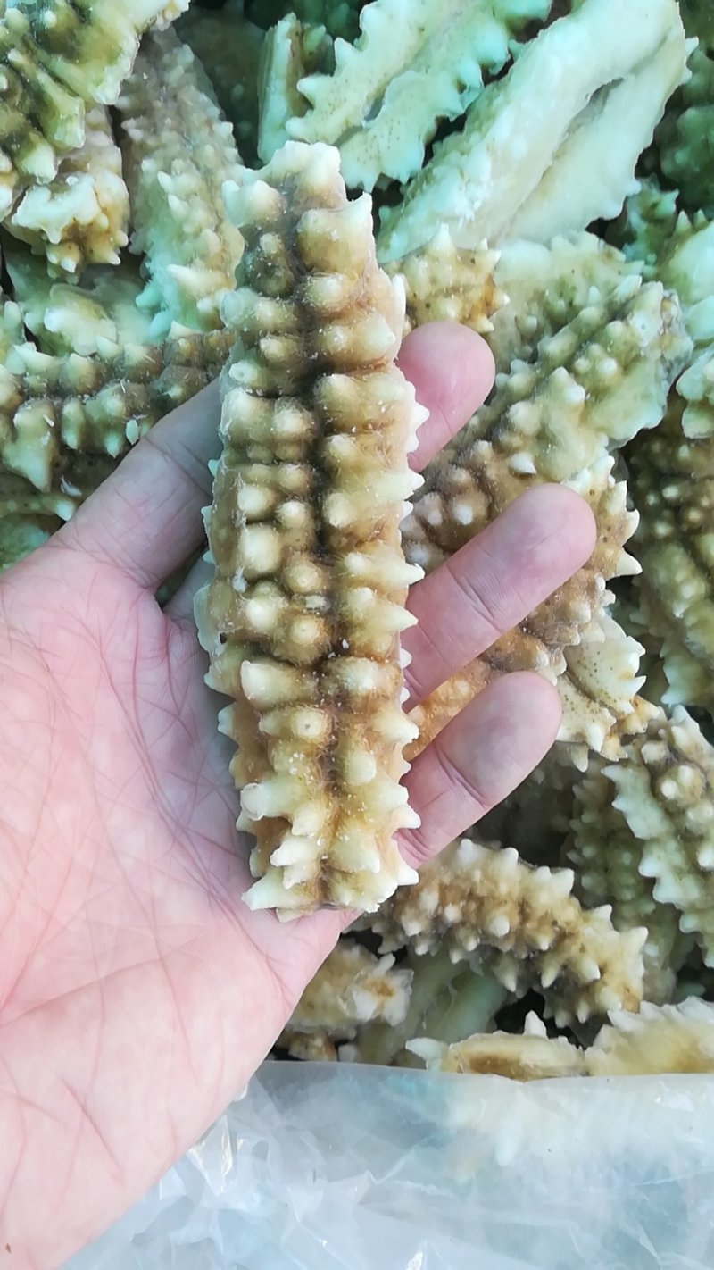 南海白玉刺参