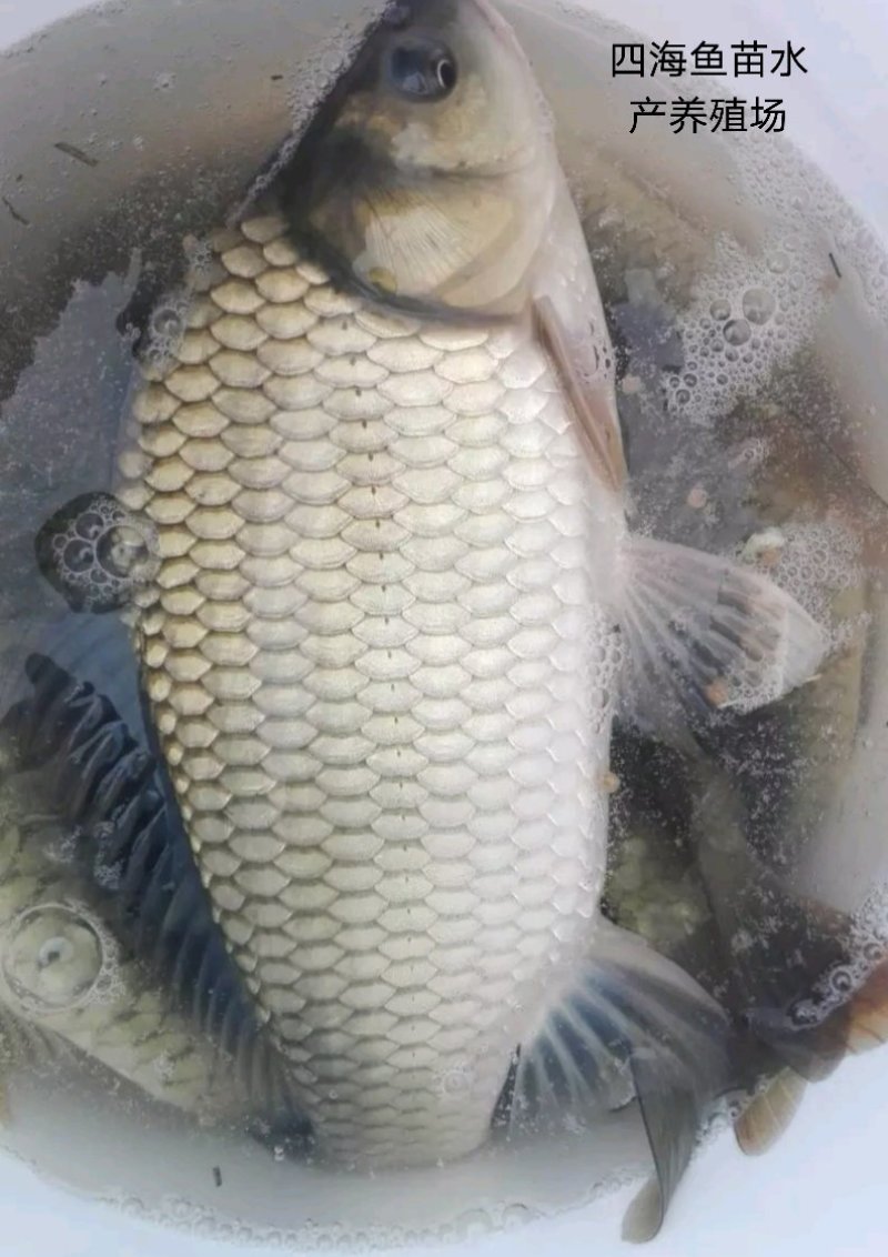 鲫鱼苗中科3号黄金鲫鱼特种快大白金鲫鱼苗技术指导